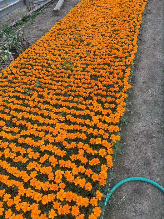 Bananza gul, Gul ko’chatlari, Gul ko’chatlar. Гул кучат, Цветы. Гуллар