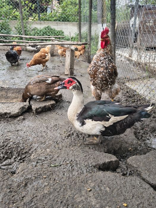 Rățoi mut crescut natural