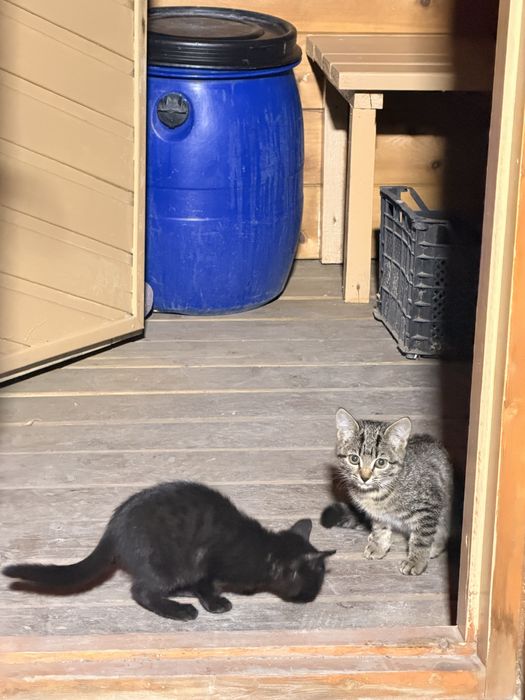 Отдам котят, ПОМОГУ с кормом и тд
