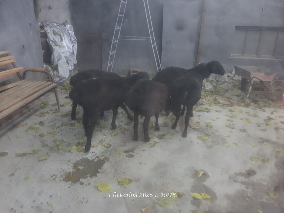 Ургочи кузиларсотилади