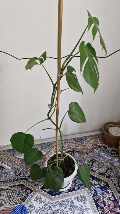 Комнатные цветы продам