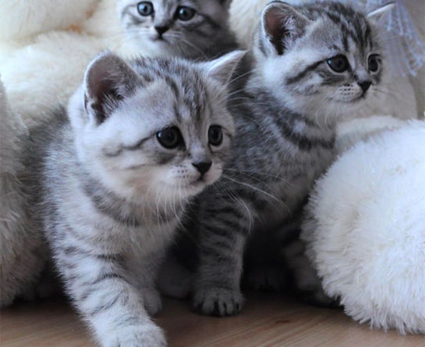 Чудесненькие Котята