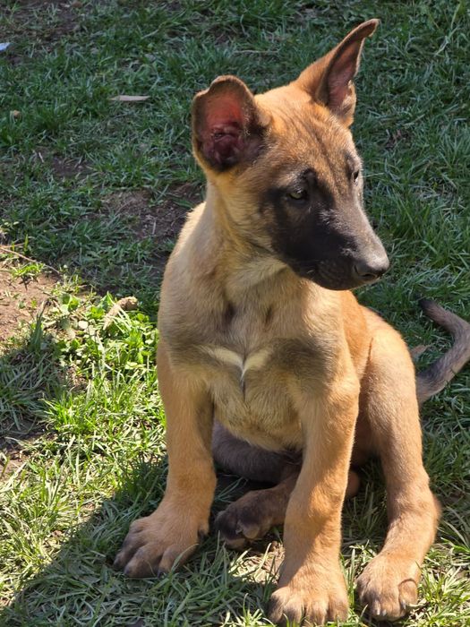 Щенки 2.5 месяц кабельи