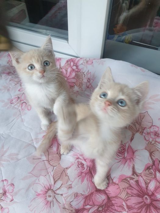 Шикарные котятки,мальчики!