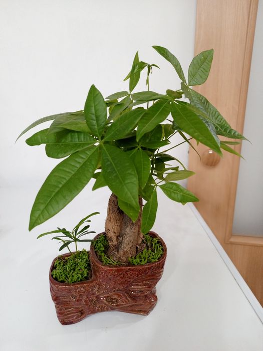 Продам комнатные растения