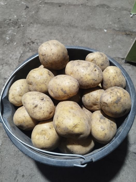 Продаю картофель сорт Гала