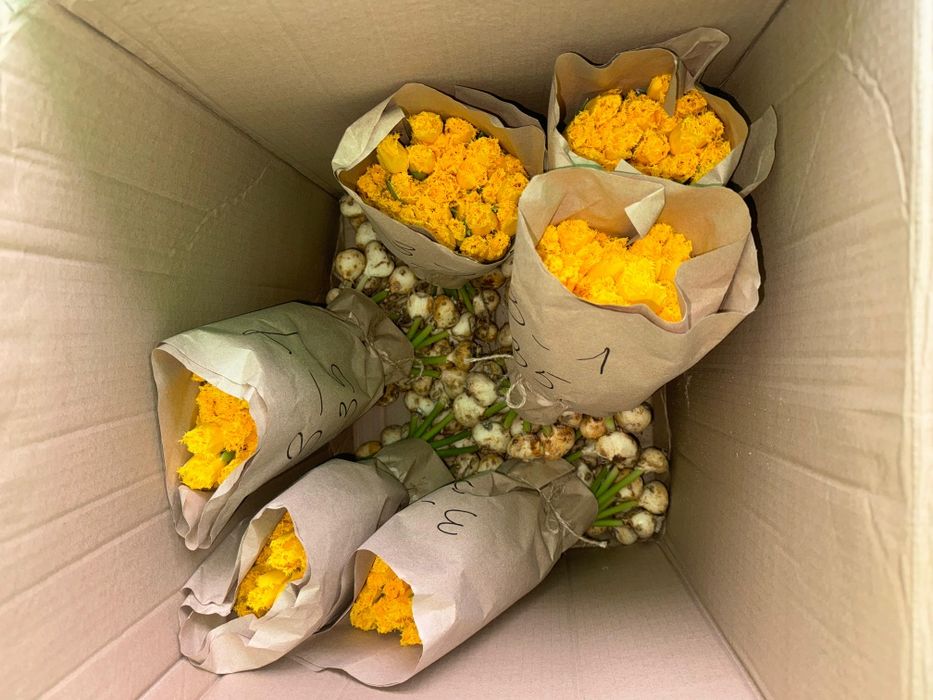 Тюльпаны оптом и в розницу