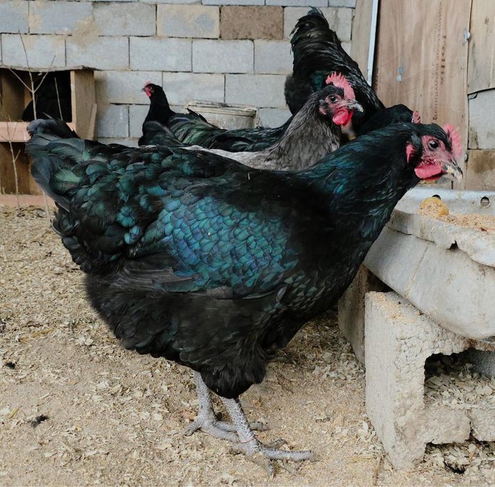 Джерси Гигант балпандары