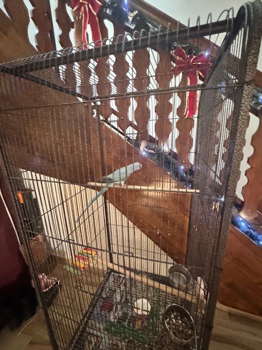 Papagal Micul Alexandru +cusca volier