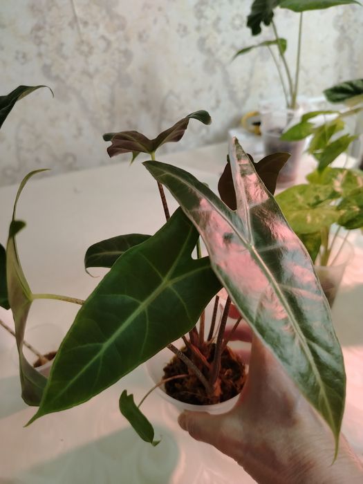 Продам комнатные цветы