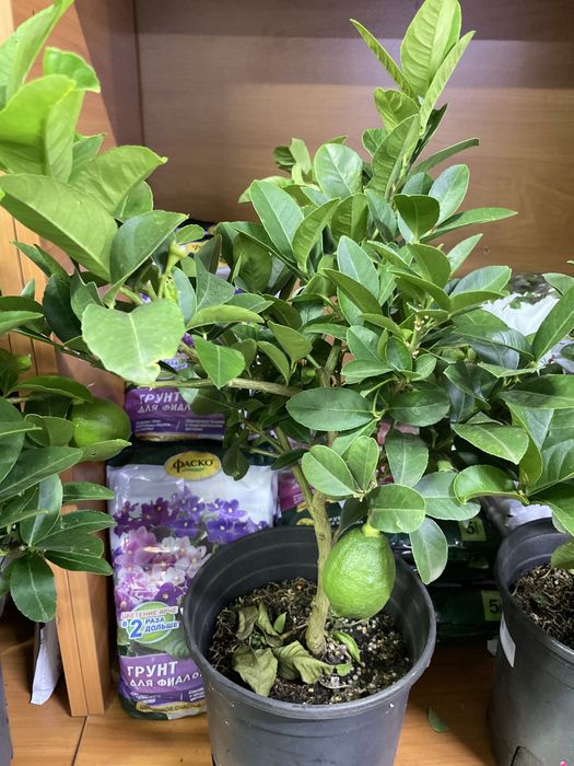 Лимонное дерево домашнее