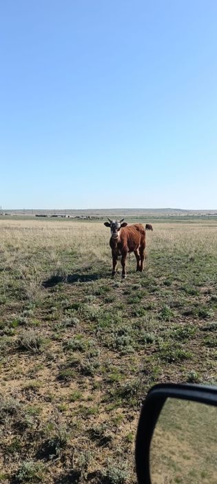 Продам Бычки.1,5лет