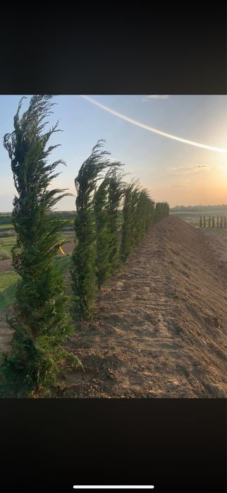 Tuia Leylandii Cupressus- Cel mai bun Pret