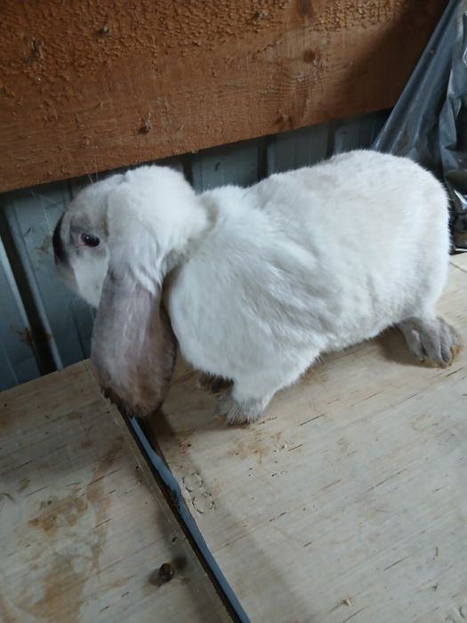 Vând iepuri de rasă