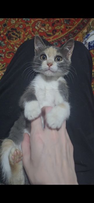 Отдаётся котёнок в добрые руки