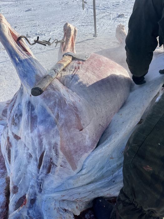 Конина молодая тай