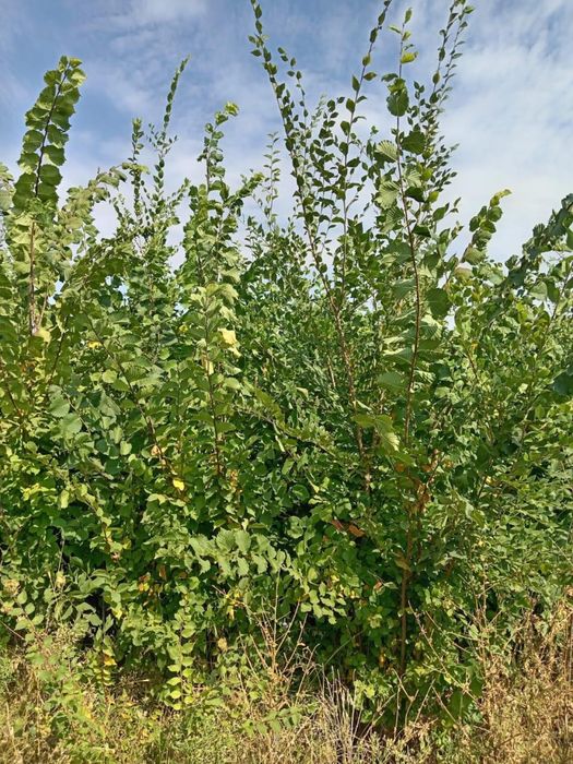 Саженцы и кустарники