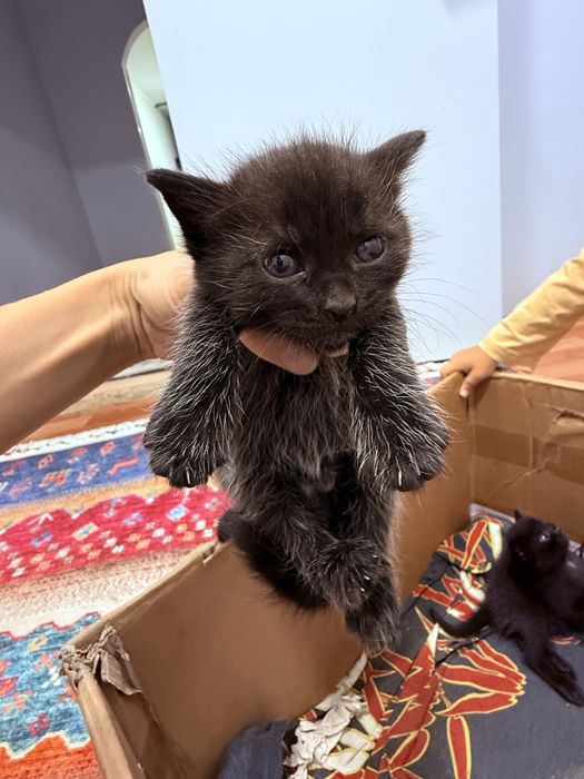 Отдам котят в добрые руки