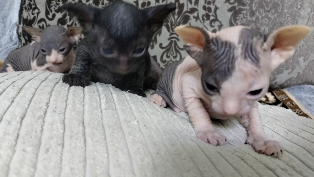 котята Донского сфинкса