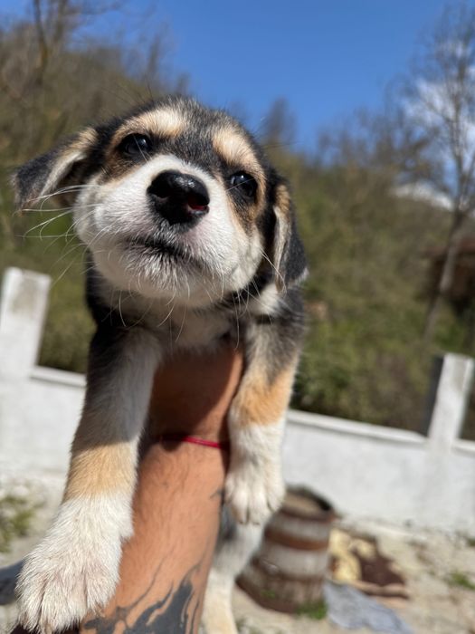 Подарявам кученца ( микс Сибирско хъски и български Барак)