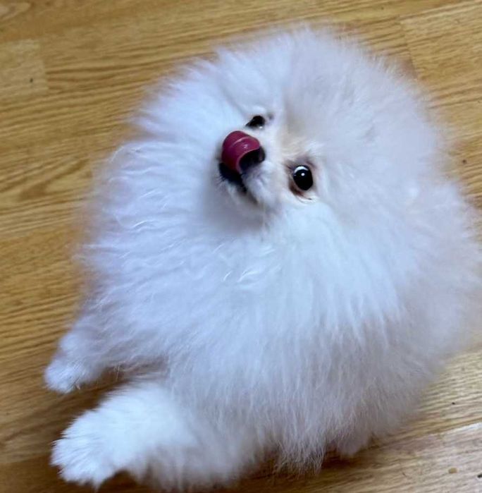 Pomeranian  Pui Femela - Canisa