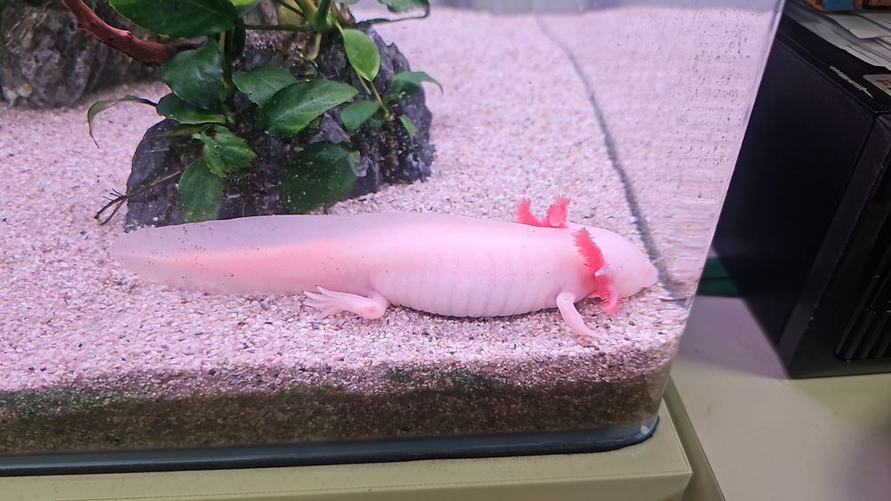 Pereche axolotl si 6 ancistrusi