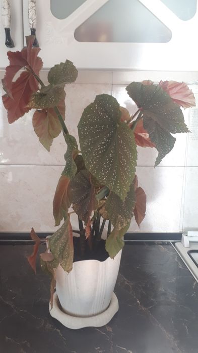 Цветы комнатные продам