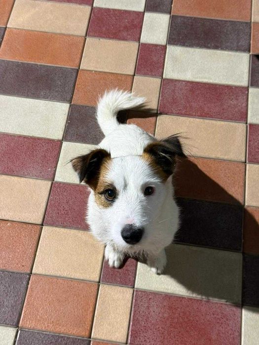 Джек расл терьер ищет подружку