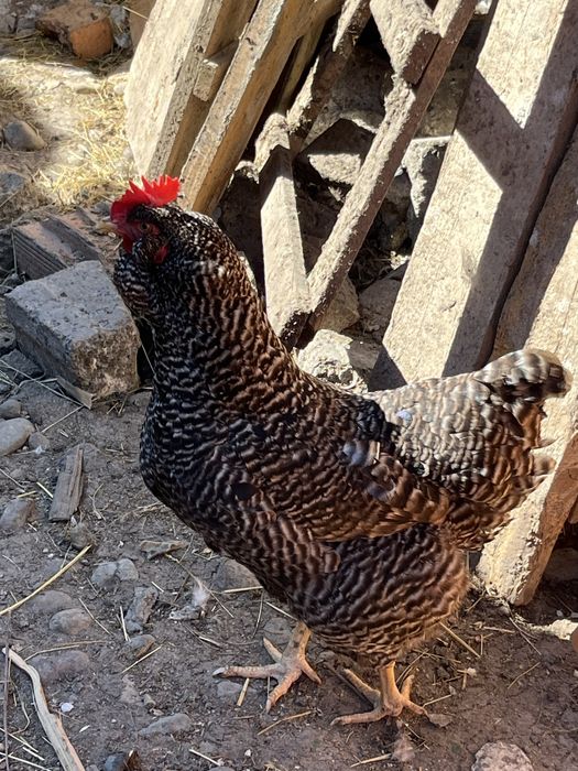 Vand fam. gaini motate