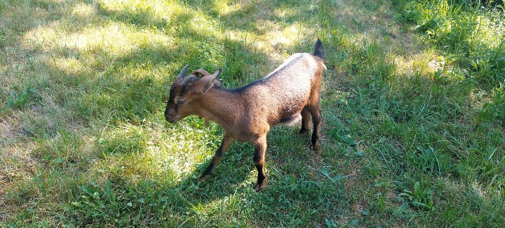 Capre Anglo nubian cuAlpine Franceză