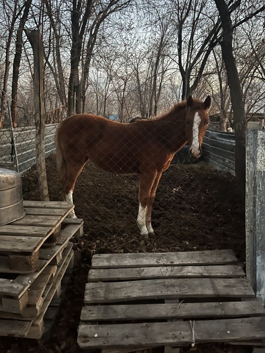 Продам кабылку 9 месецов