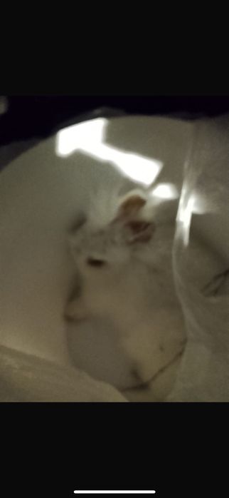 кролик  декларативный