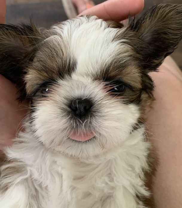 Shih-tzu talie mica