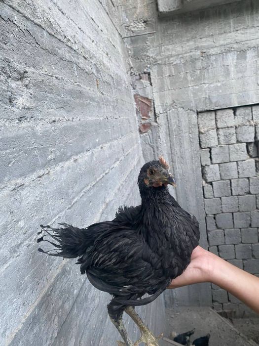 галанка жужалари сотувда 4 та галанка 1 та корашахзода хаммаси 3-4ойли