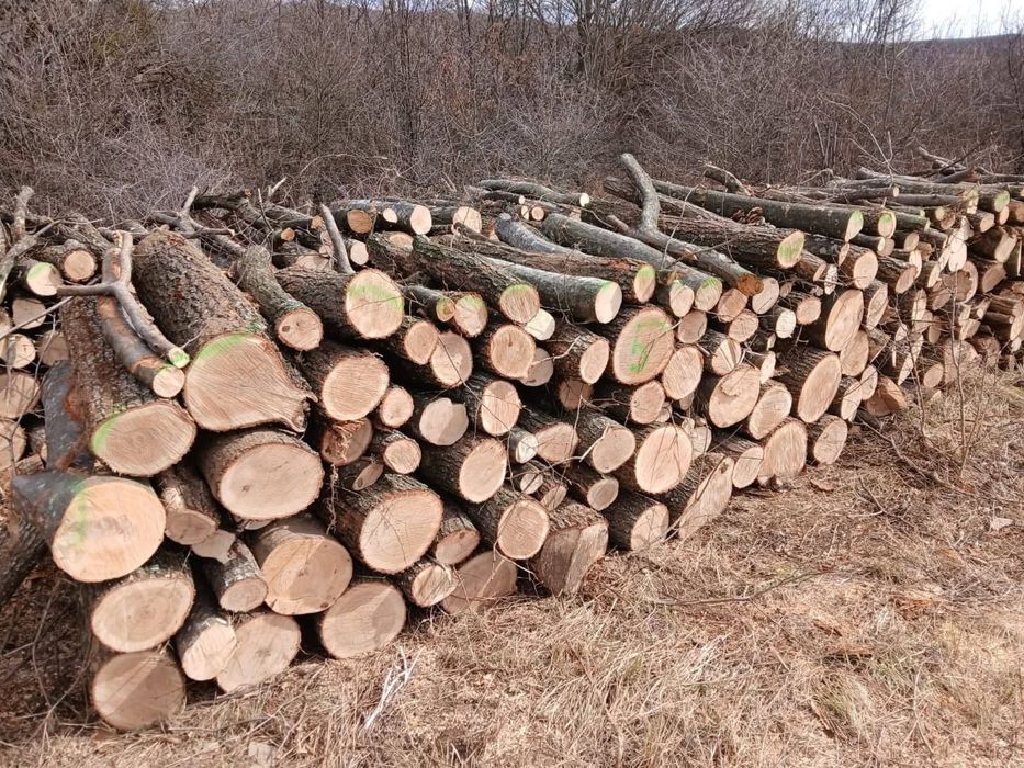 Lemne de foc esenta tare