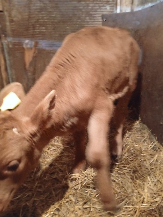 Продам телёнка бычка