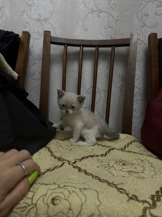 Отдам котенка в добрые ручки