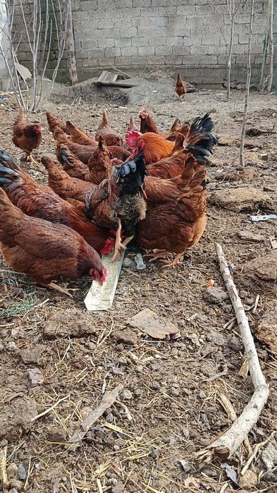 Корея Хан ҳеяп товуқ ва хўроз