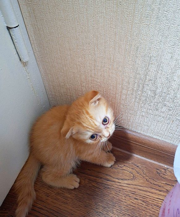 Вислоухая вислоухи(й)(е) котёнок кошк(а)(и) шотландски(е)(й) котёнок ш