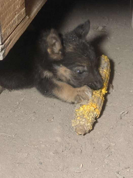Щенок немецкой овчарки кабель