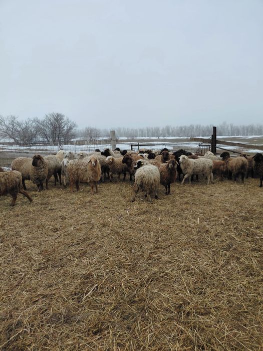 Продам баран оптом 46 голов