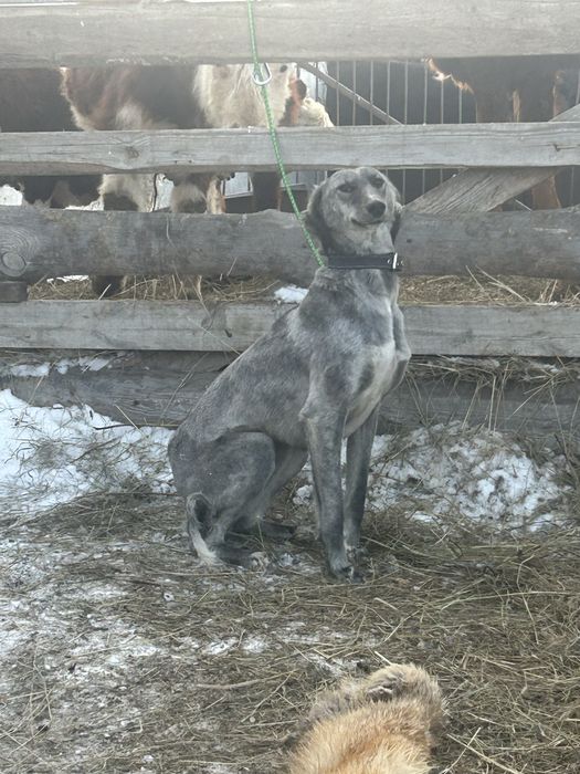 Тазы чистокровная