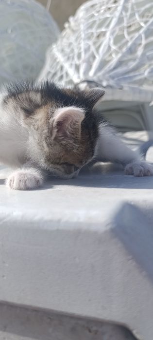Котята бесплатно