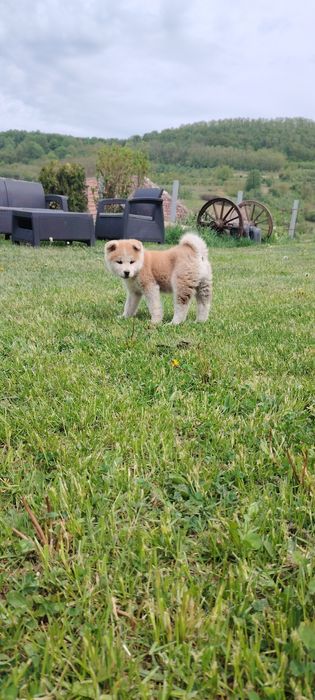 Femela Akita Inu