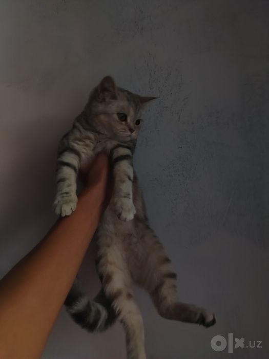 Shinshila qiz bola 4 oylik