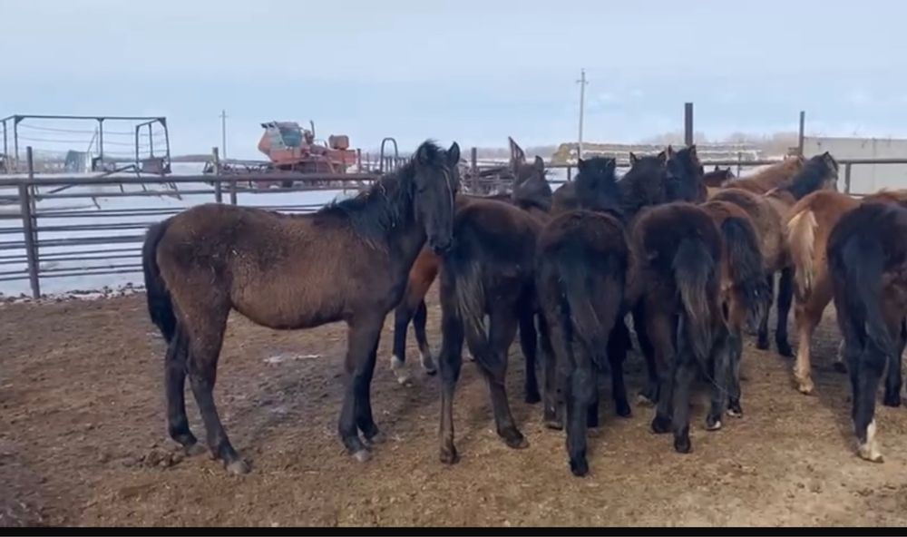 Молодняк с откорма жеребята