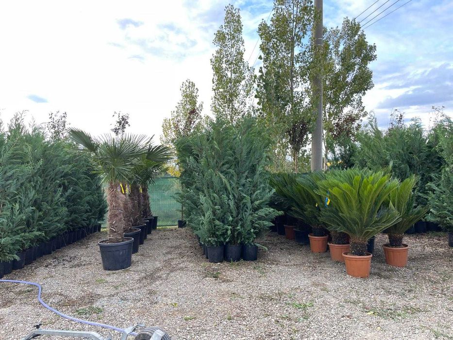 Leylandii Cupressocyparis