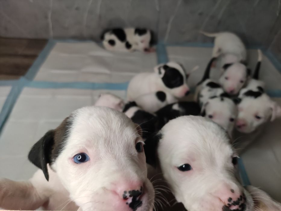 Очаровательные щенки