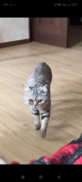 Котёнок британский длинношерстный