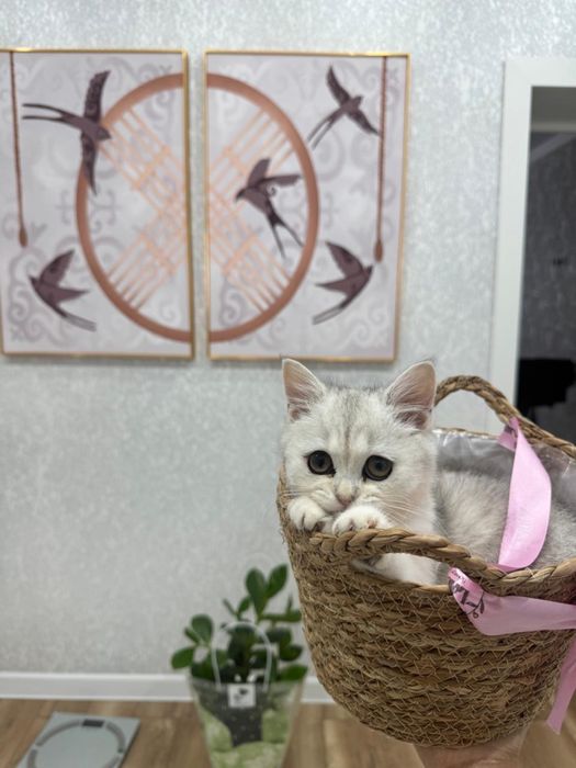 Котенок британец